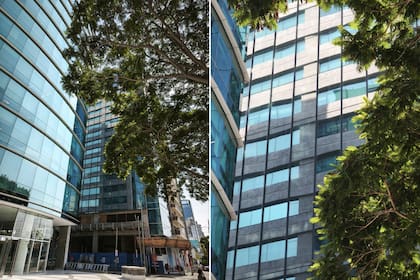 Probando la cámara del Xiaomi 14T con contraluz en la copa del árbol