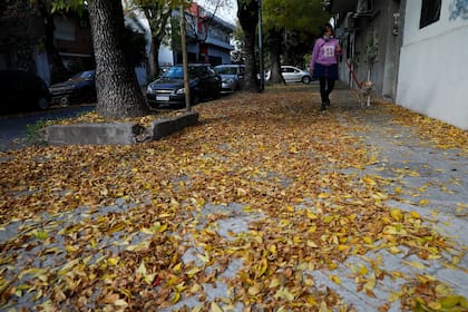 Las alfombras de hojas pueden verse en las veredas y calles porteñas; la reducción del personal de limpieza por los efectos de la pandemia afectó la recolección