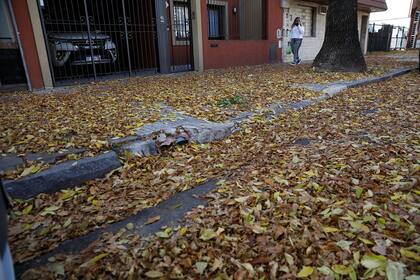 Las alfombras de hojas pueden verse en las veredas y calles porteñas; la reducción del personal de limpieza por los efectos de la pandemia afectó la recolección