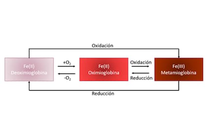 Proceso de cambio de color del atún