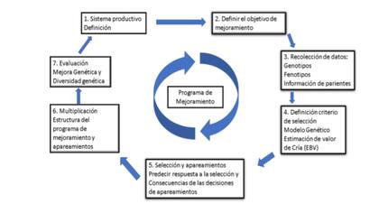 Proceso de desarrollo de la empresa ganadera a partir del mejoramiento genético