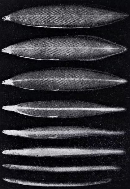 Proceso de metamorfosis, presentado de arriba abajo, desde una larva leptocéfala a una. angula, publicado por Schmidt en 1923 Author provided