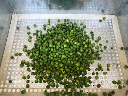 Proceso de separación de alcaparras según calibre en zarandas