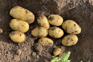 Cayó la siembra de papa en el sudeste bonaerense, pero para los productores no es una mala noticia