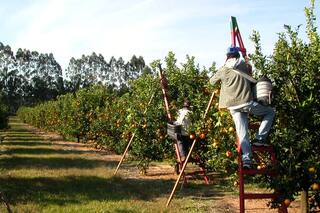 Entre los costos en alza y el riesgo de la pérdida de rentabilidad