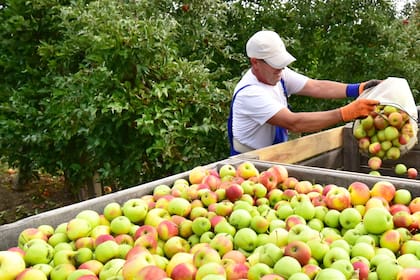Producción de manzanas
