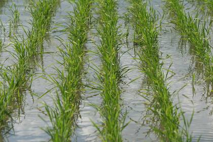 Producción de arroz en el noreste de la Argentina