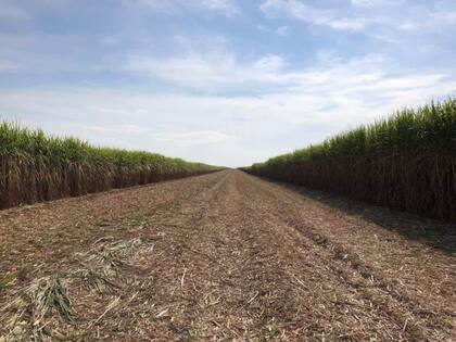 Producción de azúcar en Tucumán, un producto clave