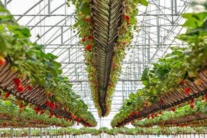 Hidroponía: frutas y hortalizas para estar más cerca de los consumidores