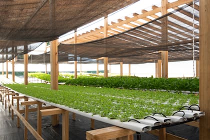 Producción de hidroponía, escalonamiento de rúcula y lechugas