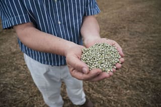 Arvejas a China, una oportunidad para no desaprovechar