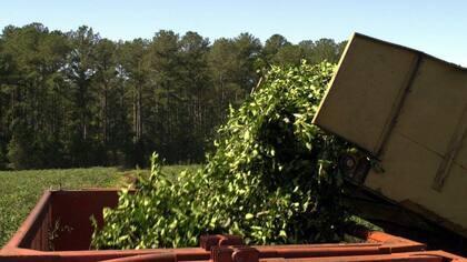 Producción de yerba mate
