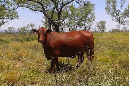 Mejoraron los índices de producción de carne
