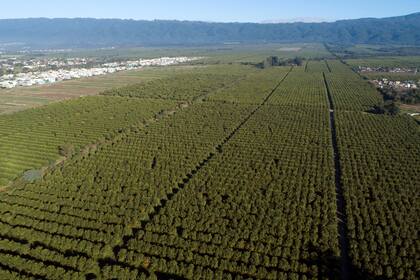 Producción y packing de limones en Cebil Redondo, Tucumán