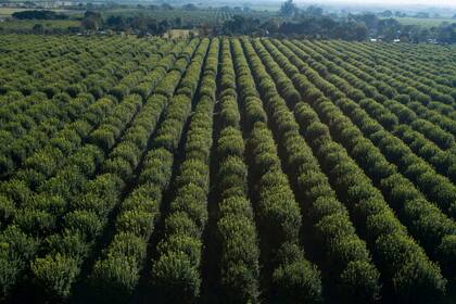 Producción y packing de limones en Cebil Redondo, Tucumán