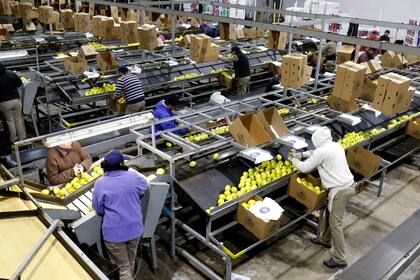 Producción y packing de limones en Cebil Redondo, Yerba Buena, Tucumán