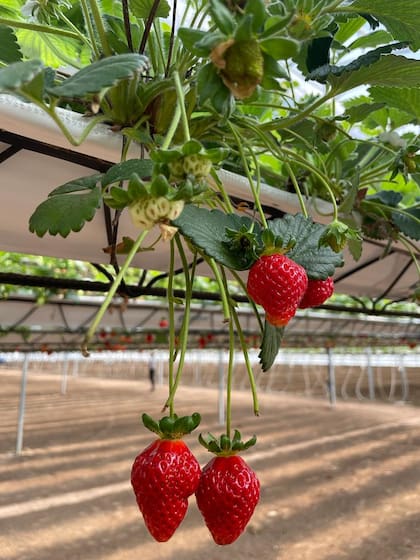 Producen tres variedades de frutillas: Albion, Monterrey y San Andreas.