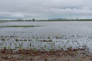 Las intensas lluvias en Tucumán golpearon con todo en la infraestructura rural