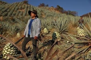 Productores de mezcal en Oaxaca hablan del auge de esta bebida