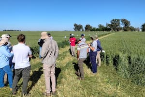 Qué piensan hacer los productores para sostener el trigo en un contexto desafiante
