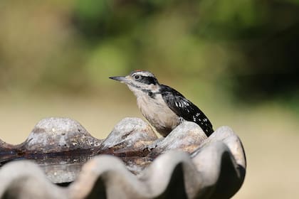 Profundidad e higiene, dos puntos a tener en cuenta en los bebederos para aves