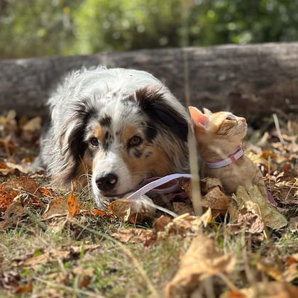 Promise y Whisper disfrutando el tiempo juntos recostados en el pasto
(Foto: @my_aussie_gal)