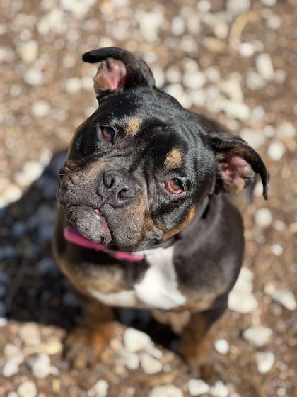 Pronto Blair fue trasladada a un hogar de tránsito.