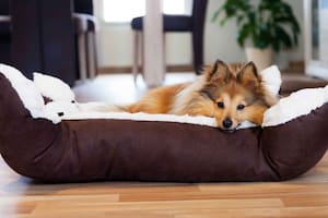 Cómo mantener la cama de tu perro impecable, sin pelos y limpia