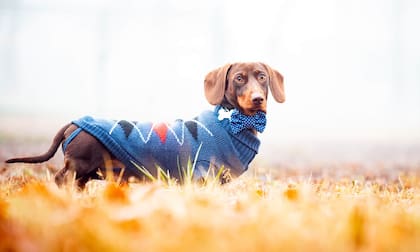 Proporcionar un abrigo adecuado es clave para proteger a tu perro del frío