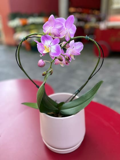 Propuesta de San Valentín de Nequifloreale