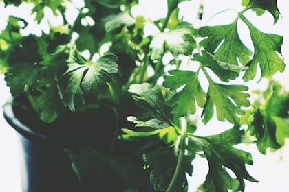 Pros y contras del consumo de perejil (Foto Pexels)