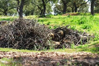 Protección artificial para los conejos en las dehesas del noreste de Córdoba. Manuel Moral, Junta de Andalucía