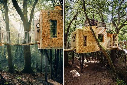 La casa no está atornillada a los troncos: descansa sobre pilotes para no ejercer presión sobre el árbol.