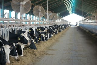 El aporte del maíz a la expansión de la economía