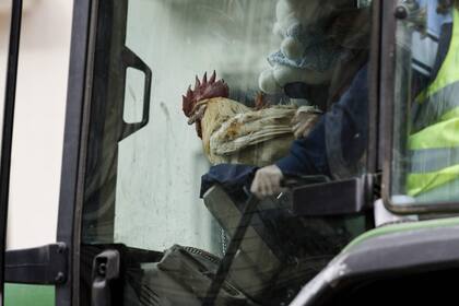 Un manifestante lleva una gallina a la protesta de granjeros en Madrid