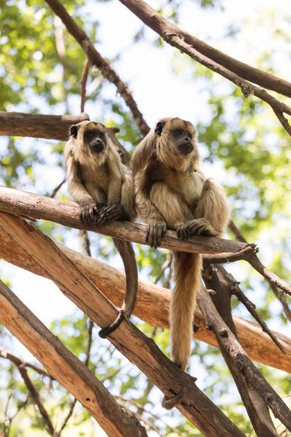 Proyecto Carayá. La Cumbre. Córdoba