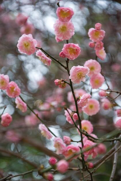 Prunus mume, damasco de flor
