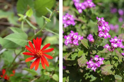 Pseudogynoxys benthamii y Lantana montevidensis, dos nativas amigas de la fauna local
