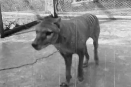 Imágenes inéditas del último tigre de Tasmania en cautiverio en 1935