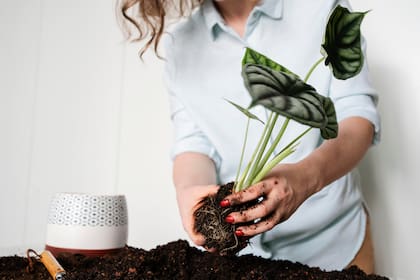 Puede ayudar a regular el pH y actuar como repelente natural