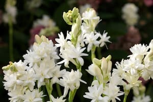 Esta es la flor con el perfume más exquisito y el momento de plantarla ¡es ahora!