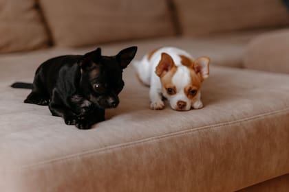 Puede darse que los dueños se inclinen por un nombre similar a sus intereses