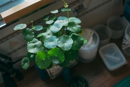 Puede encontrarse en cremas y protectores solares que previenen la inflamación (imagen ilustrativa)