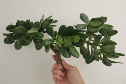 Puede propagarse fácilmente a partir de una hoja o tallo, con cuidados mínimos