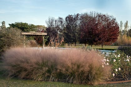 Puede vivir en jardines próximos al agua (riegos, piscinas, etc.), y es apta para márgenes y taludes, como preventivo de la erosión.