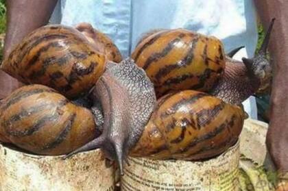 Pueden alcanzar hasta 20 centímetros de largo y poner 1800 huevos en un año, de los cuales nacerán un 90 por ciento