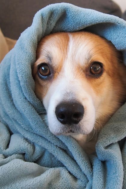 Puedes cubrir a tu perro con una manta para que no escuche la explosión de la pirotecnia
