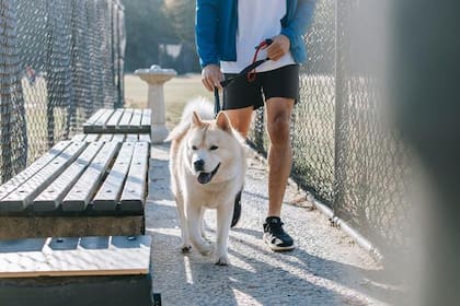 Puedes incorporar a tu mascota en tu rutina deportiva. Por ejemplo, hay perros que disfrutan correr junto a sus dueños