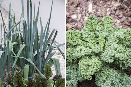 Puerro y kale. Ambos admiten varias formas de usarlos y prepararlos.