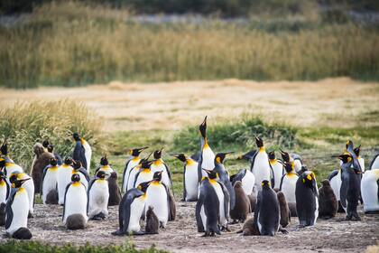 El Parque Pingüino Rey.